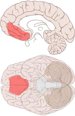 Illustration of the ventromedial prefrontal cortex